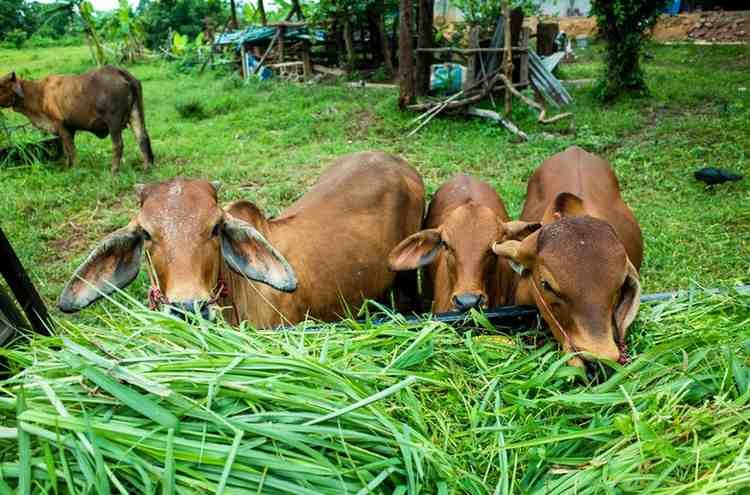Dairy Cows Farm