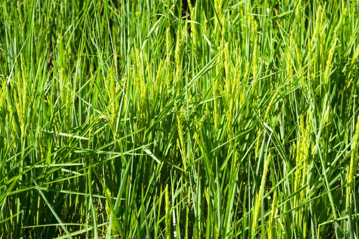 Napier Grass