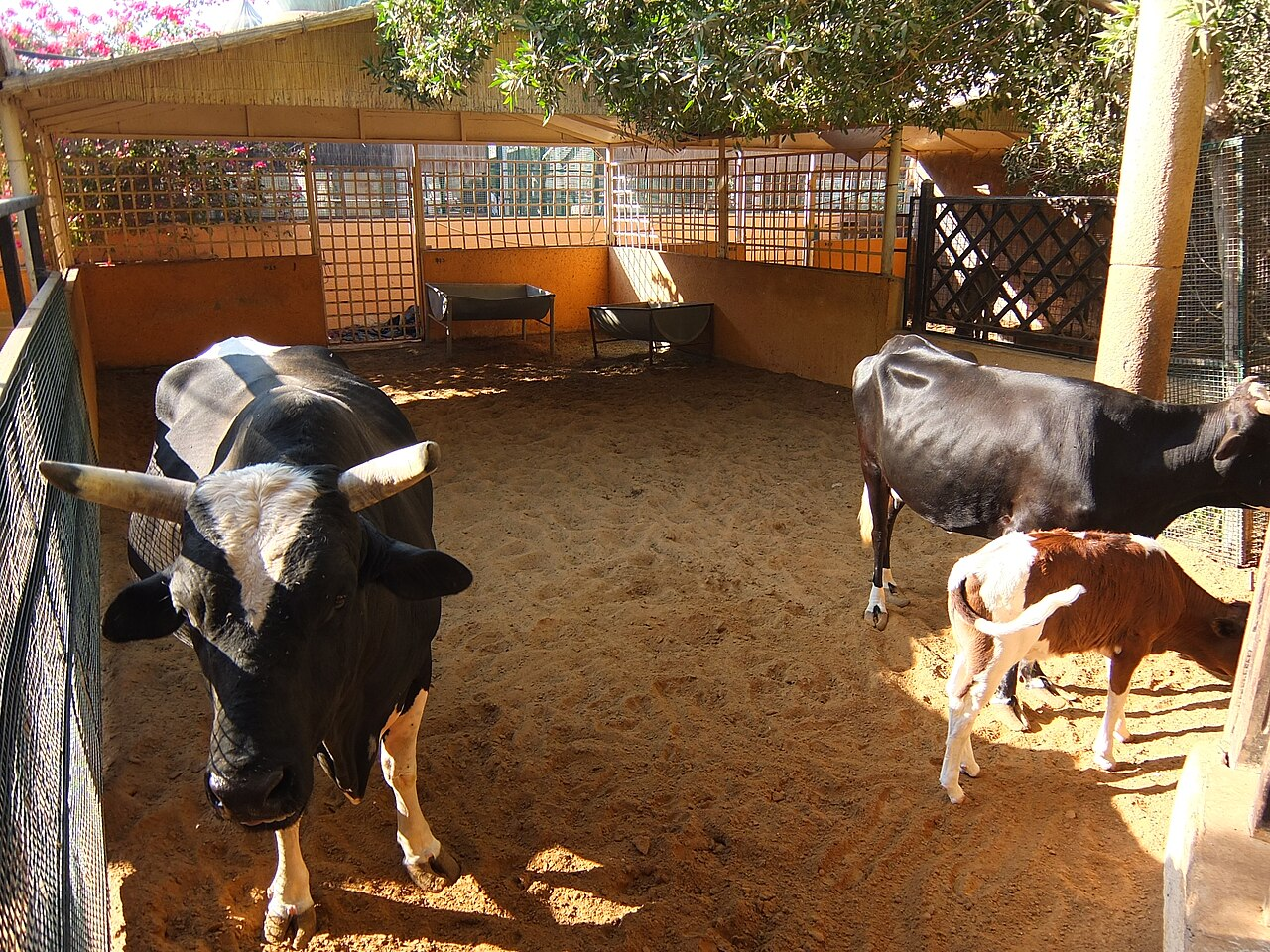 Dairy Cows